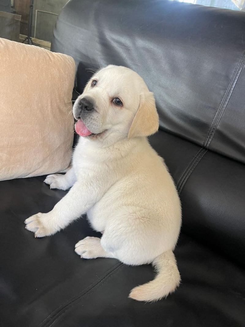 拉布拉多幼犬3个月左右3针银苗打齐了