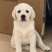 拉布拉多幼犬3个月左右3针银苗打齐了