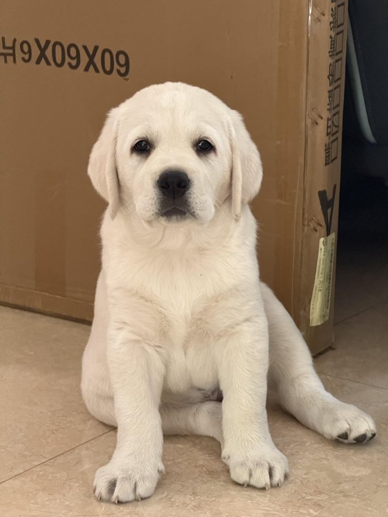 拉布拉多幼犬3个月左右3针银苗打齐了