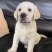 拉布拉多幼犬3个月左右3针银苗打齐了