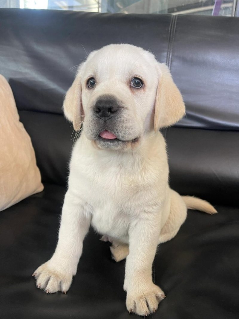 拉布拉多幼犬3个月左右3针银苗打齐了