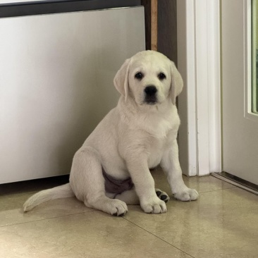 拉布拉多幼犬3个月左右3针银苗打齐了