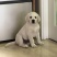 拉布拉多幼犬3个月左右3针银苗打齐了