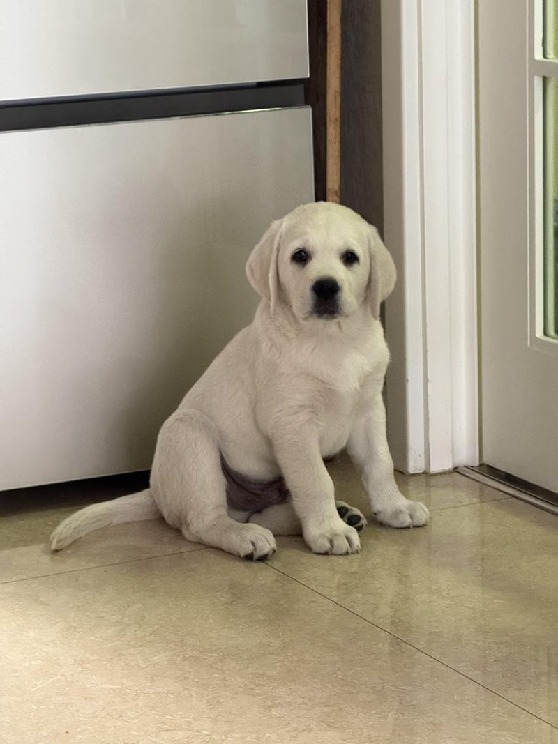 拉布拉多幼犬3个月左右3针银苗打齐了