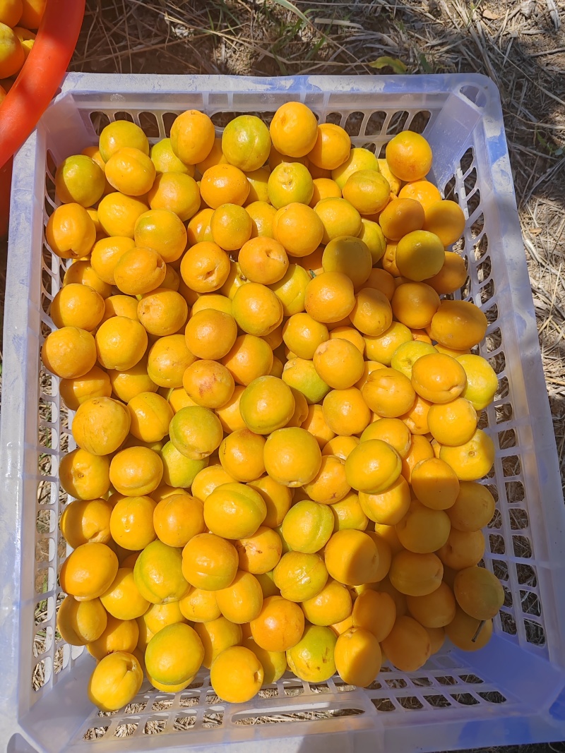 李广杏都是精品果
