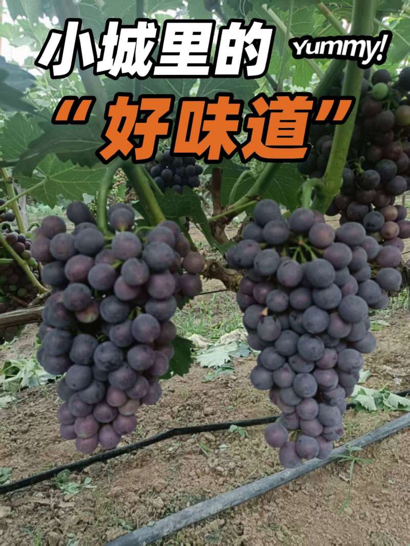 葡萄批发.5