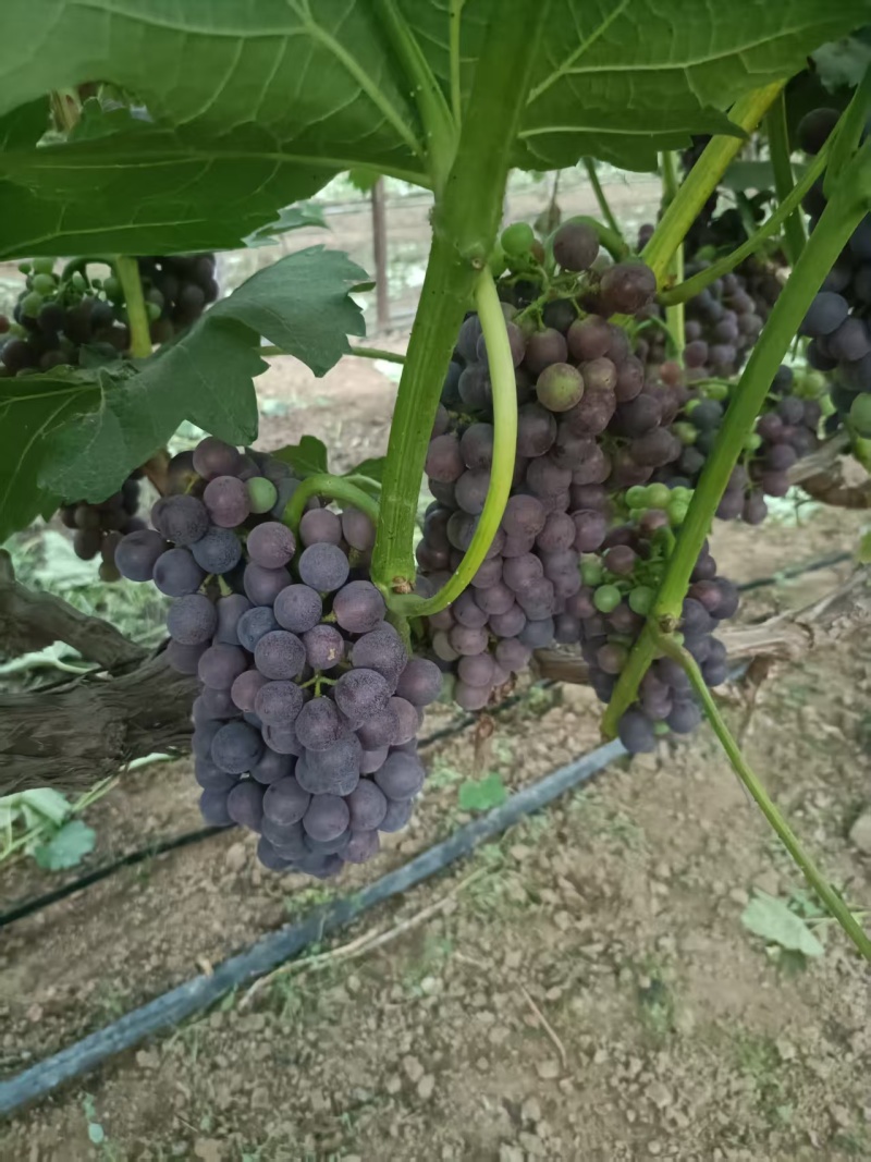 葡萄批发.5