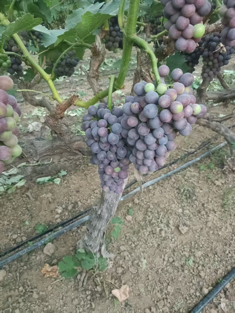 葡萄批发.5