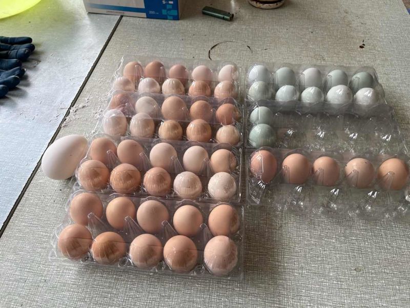 散养土鸡蛋