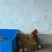 散养土鸡蛋