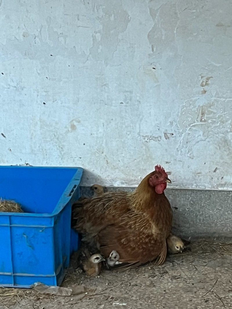 散养土鸡蛋