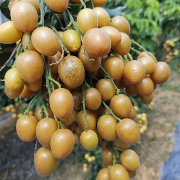 黑金刚黄皮贵妃黄皮
