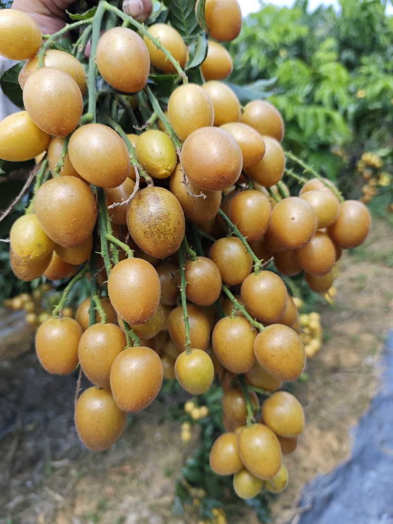 黑金刚黄皮贵妃黄皮