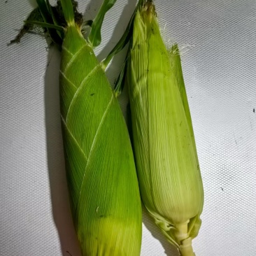 太阳花玉米