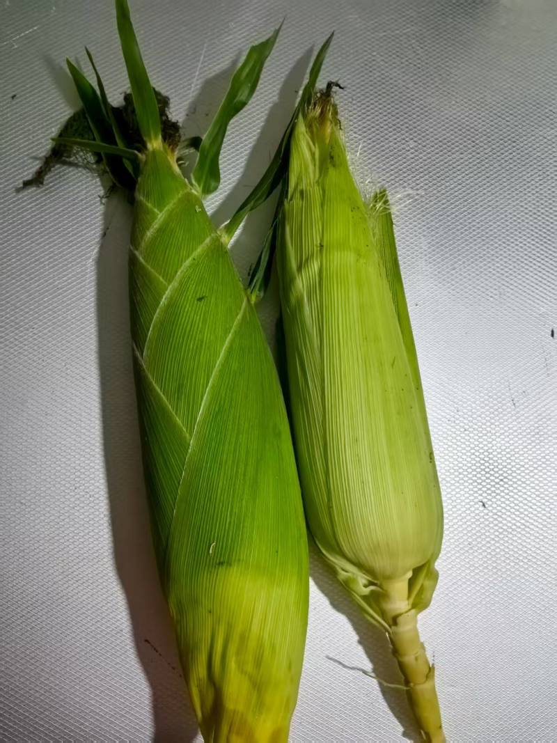 太阳花玉米