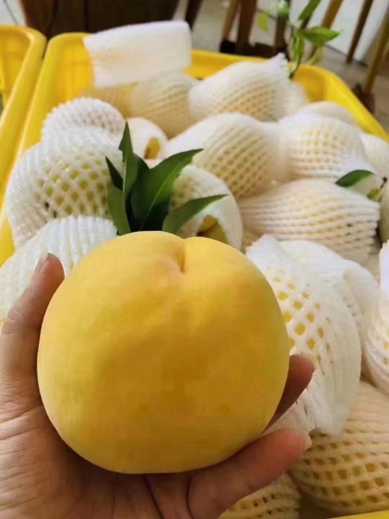 炎陵黄桃