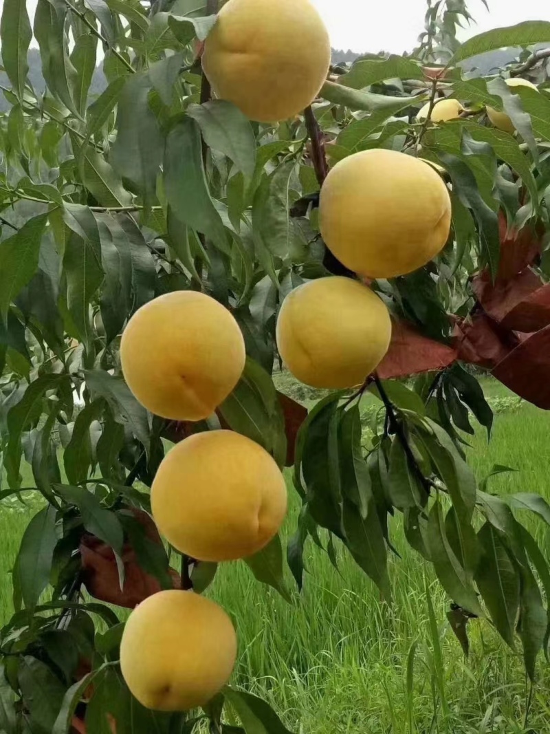 炎陵黄桃