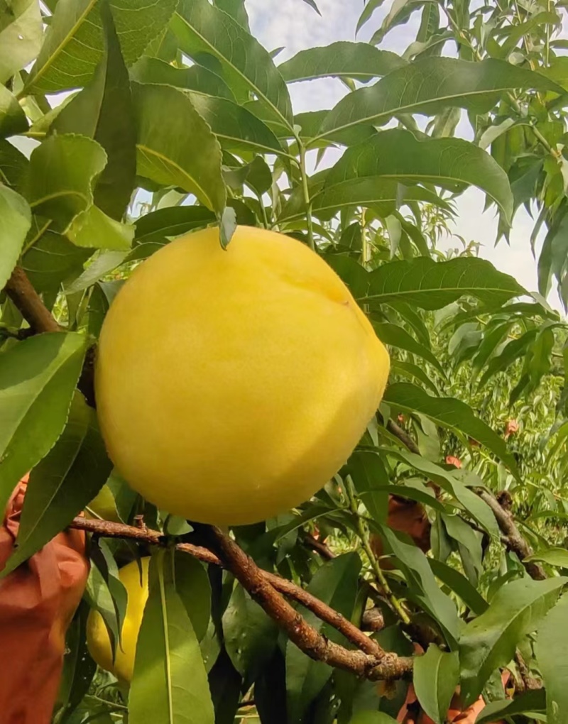 炎陵黄桃