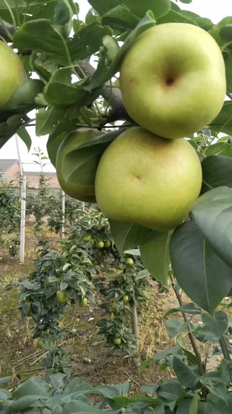 三湖黄桃脆灌梨