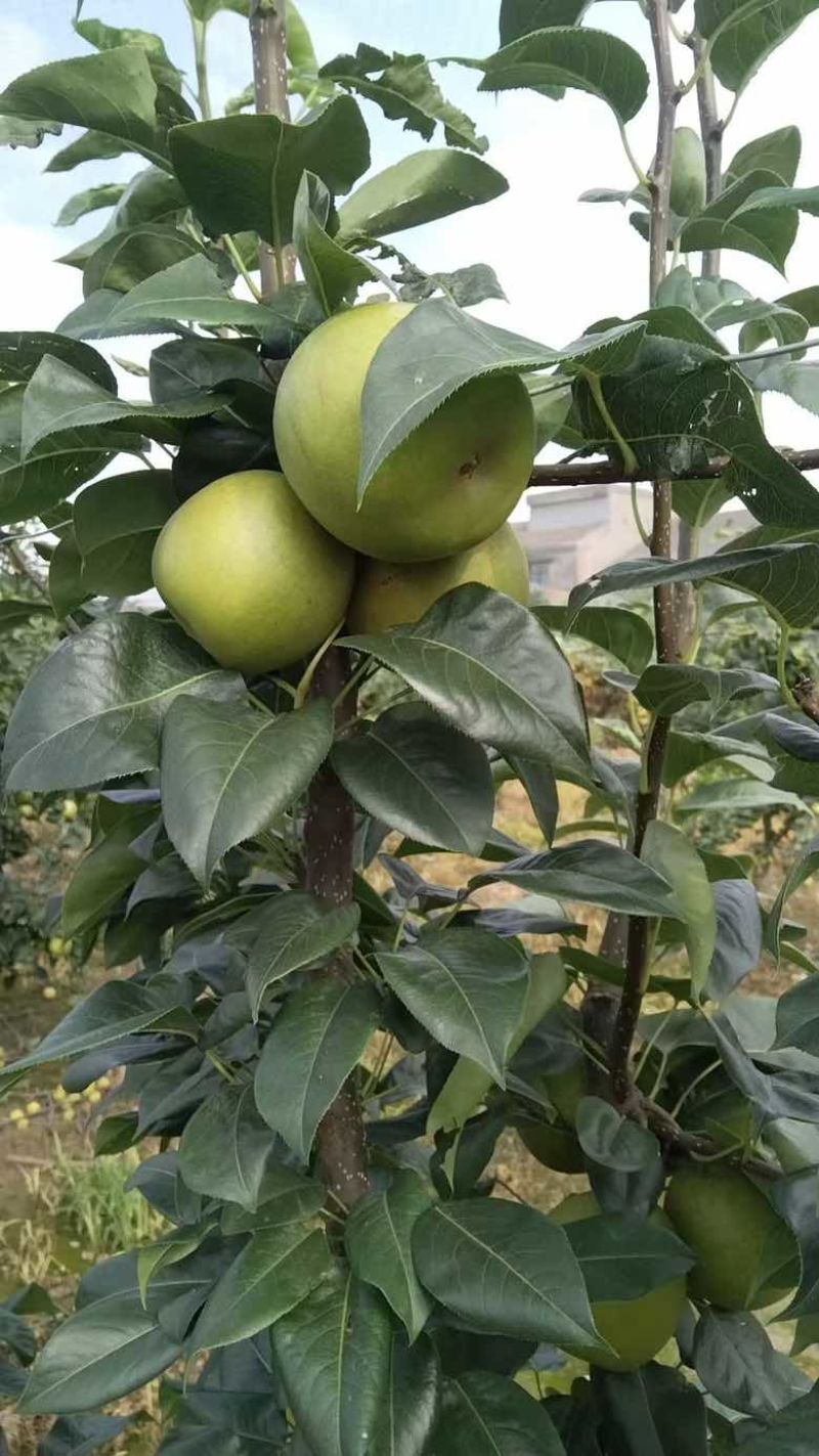 三湖黄桃脆灌梨
