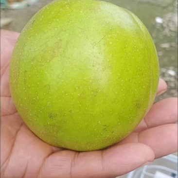 三湖黄桃脆灌梨