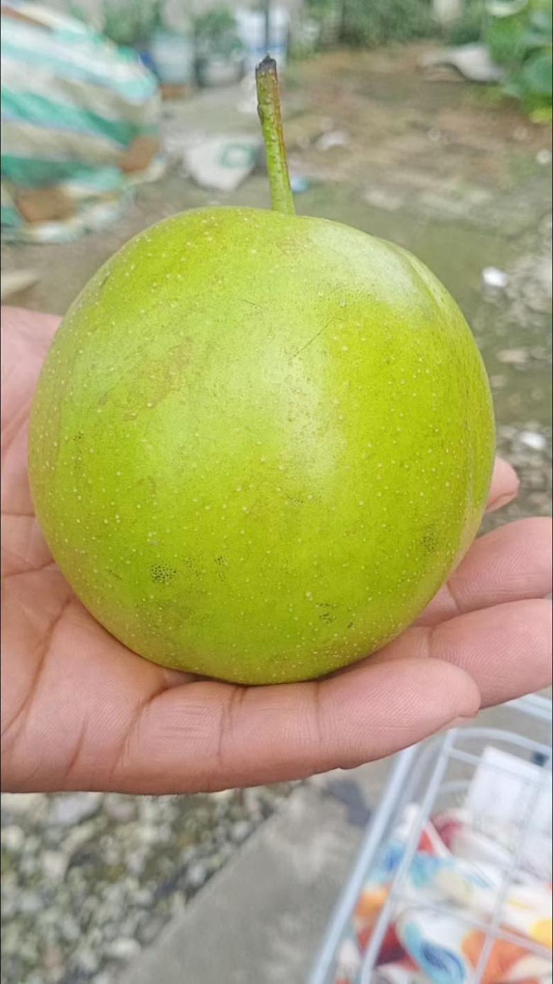 三湖黄桃脆灌梨