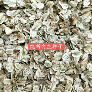 基地二年生白芷种子，2025年，包发芽率