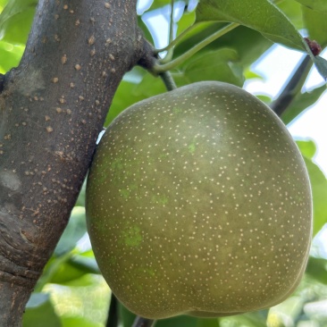 翠冠梨