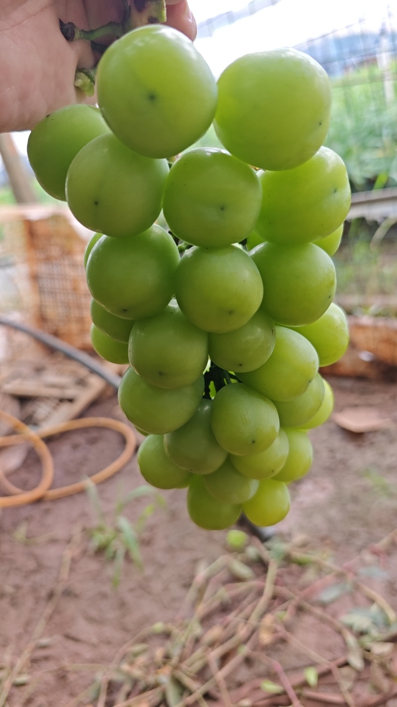 阳光玫瑰葡萄大量上市