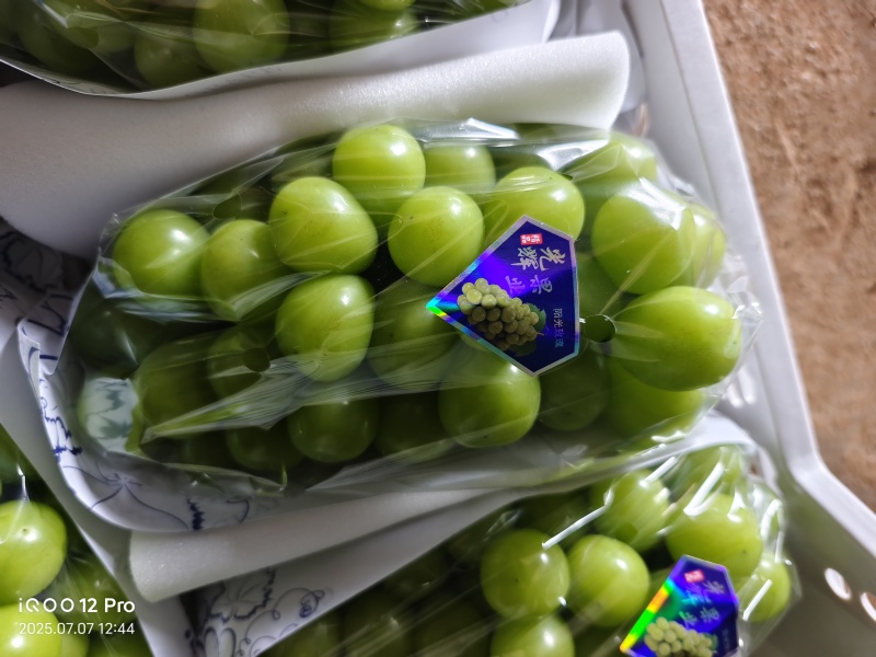 阳光玫瑰葡萄大量上市