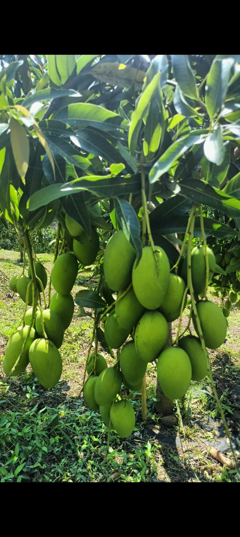 云南保山椰香芒果