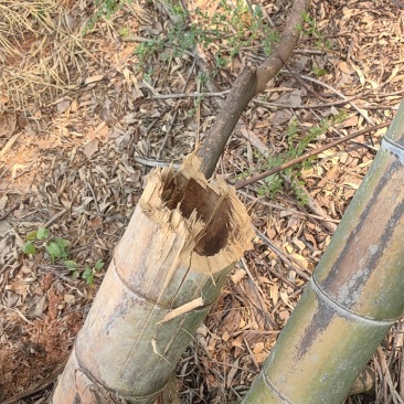 毛竹一口价800块钱不包砍不包运通了车60亩地