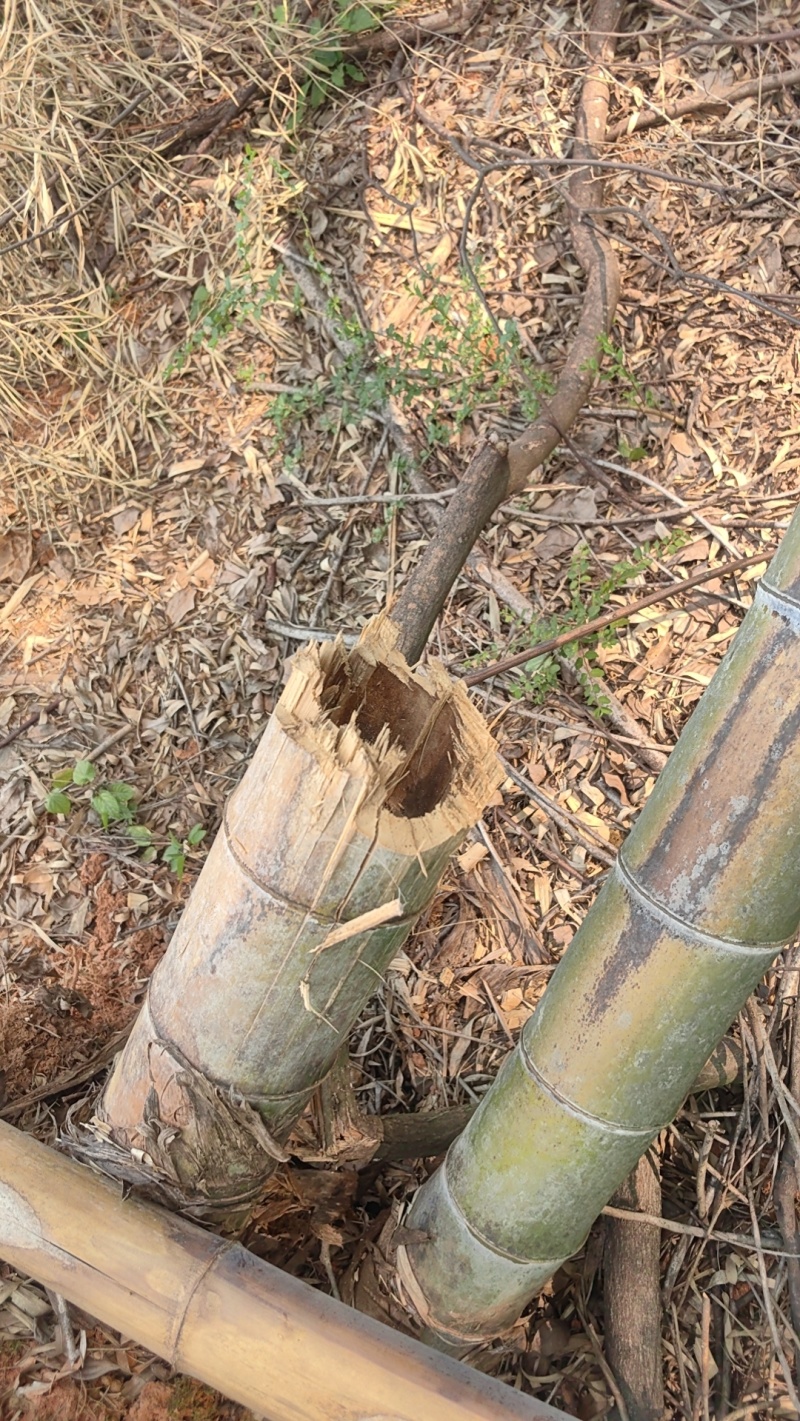 毛竹一口价800块钱不包砍不包运通了车60亩地