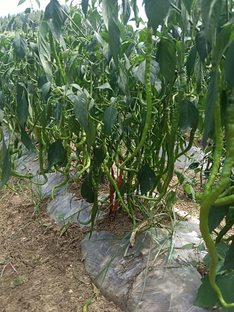 辣椒