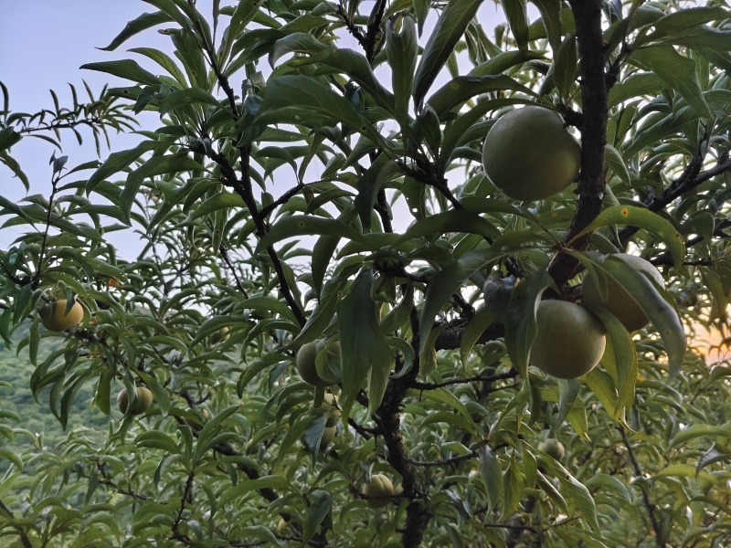 蜂糖李