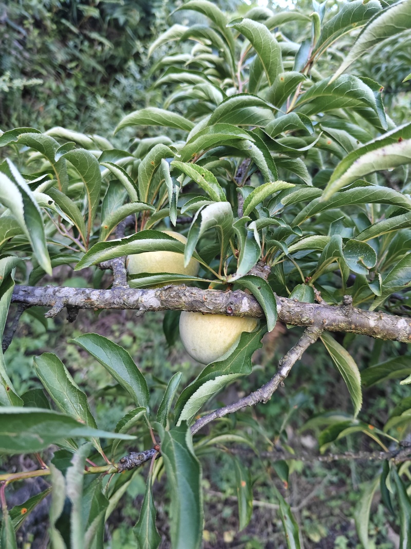 蜂糖李