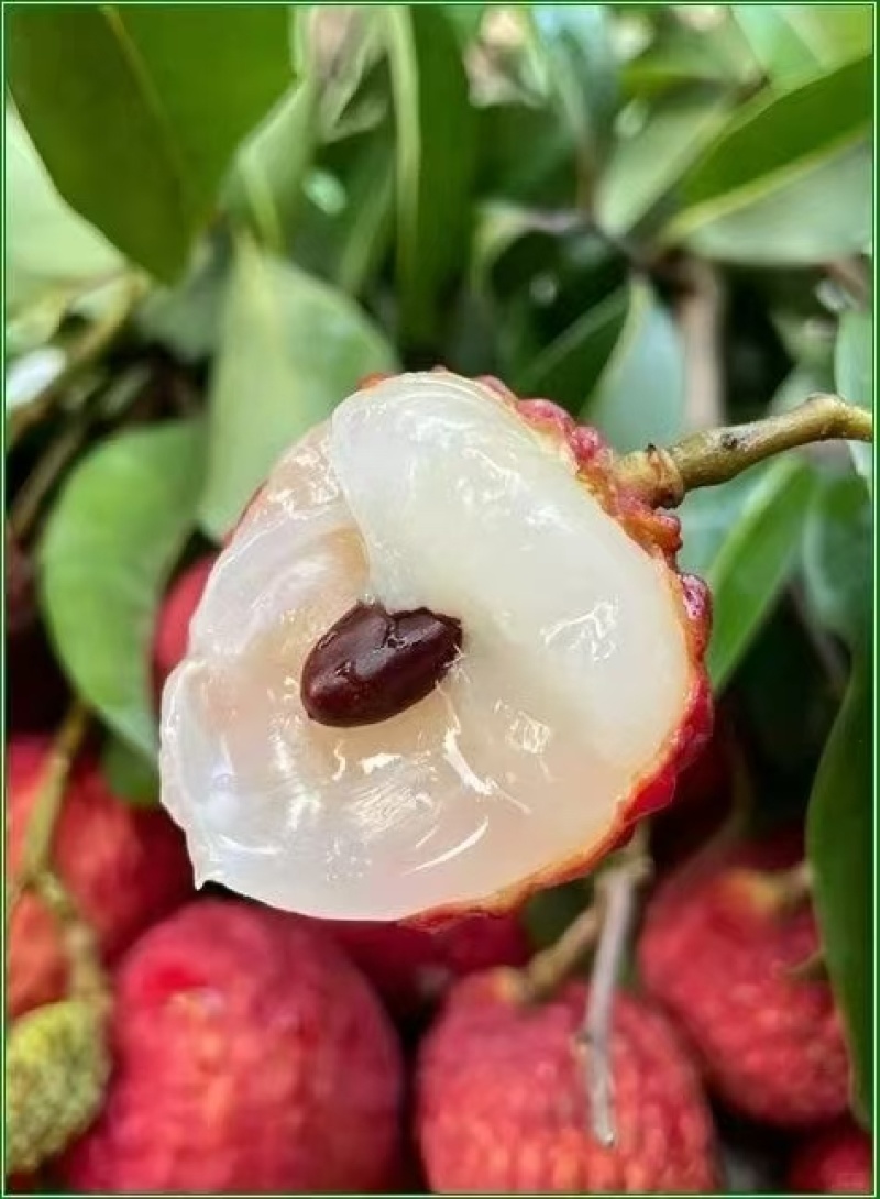 桂味荔枝