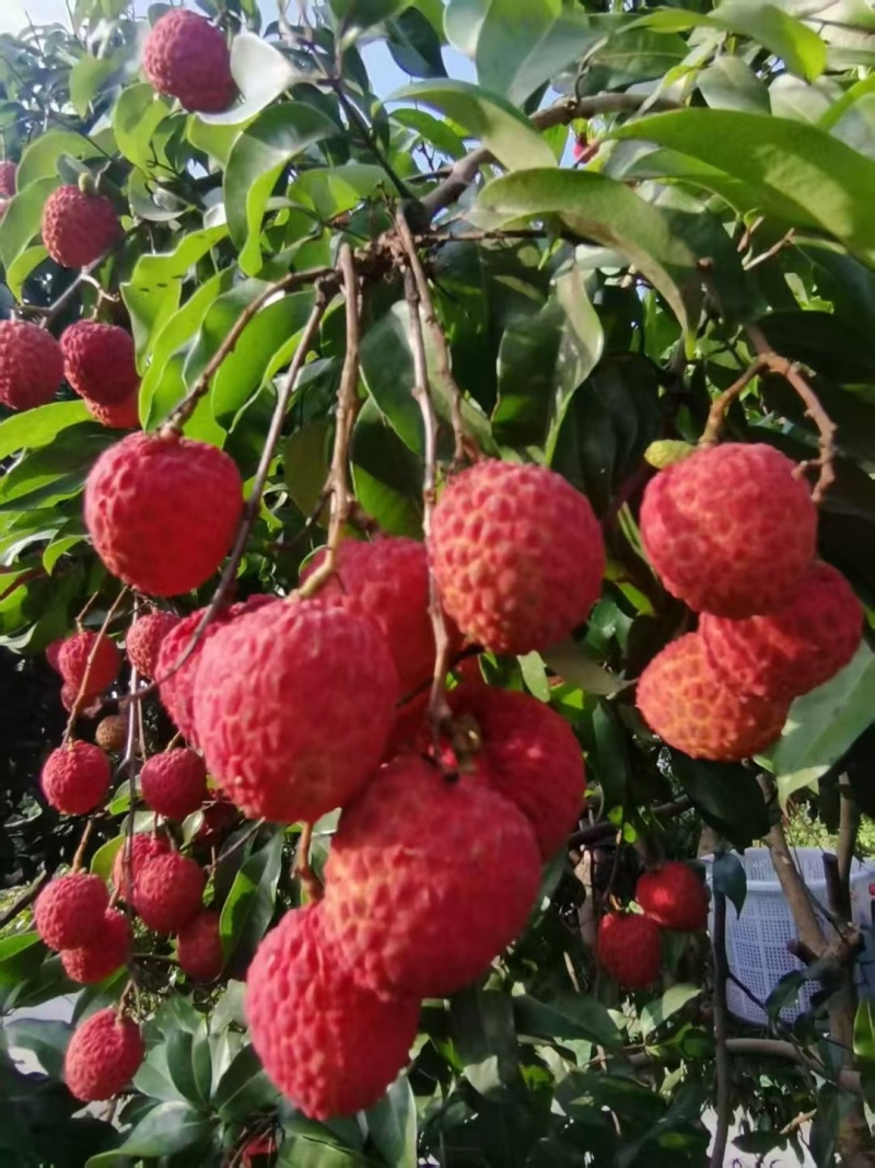 桂味荔枝