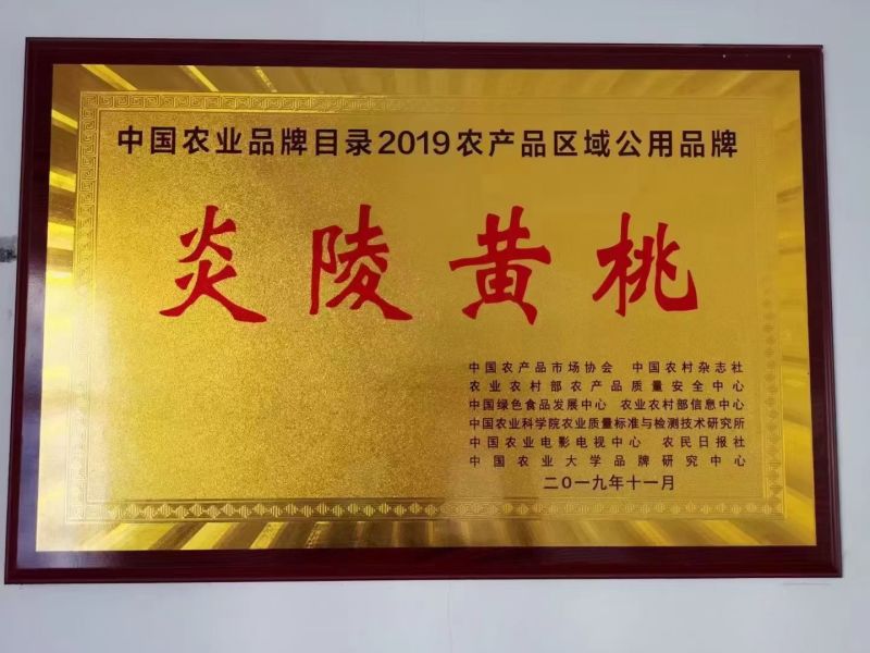 湖南株洲炎陵高海拔山区的锦绣黄桃