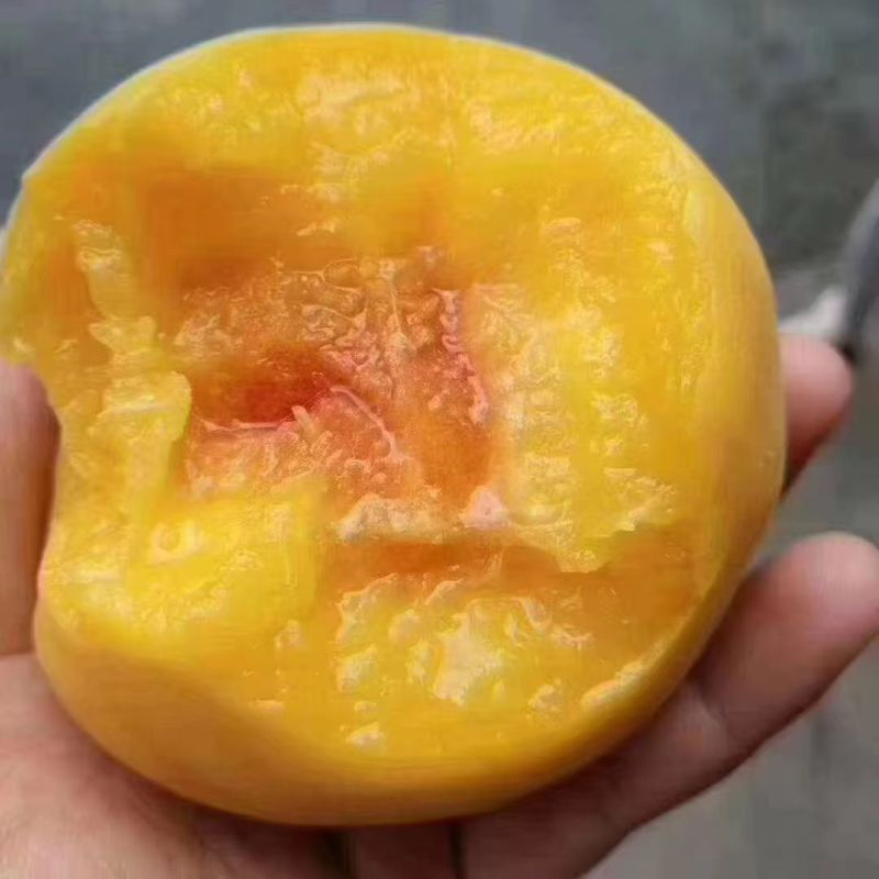 湖南株洲炎陵高海拔山区的锦绣黄桃