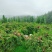 湖南株洲炎陵高海拔山区的锦绣黄桃