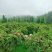 湖南株洲炎陵高海拔山区的锦绣黄桃