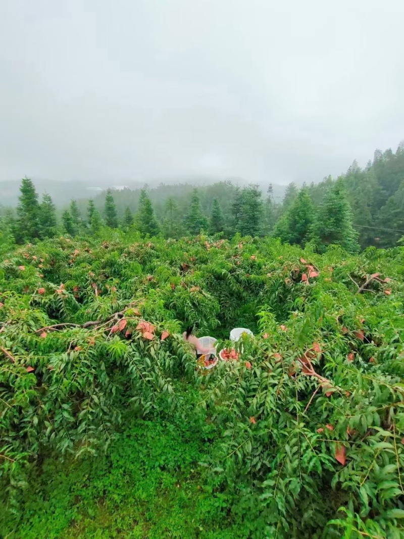 湖南株洲炎陵高海拔山区的锦绣黄桃
