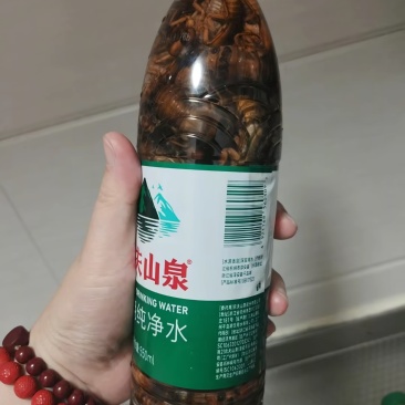 蝉蛹