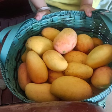 广西百色台农