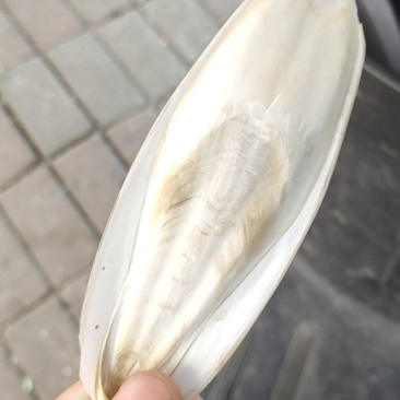 乌贼骨