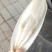乌贼骨