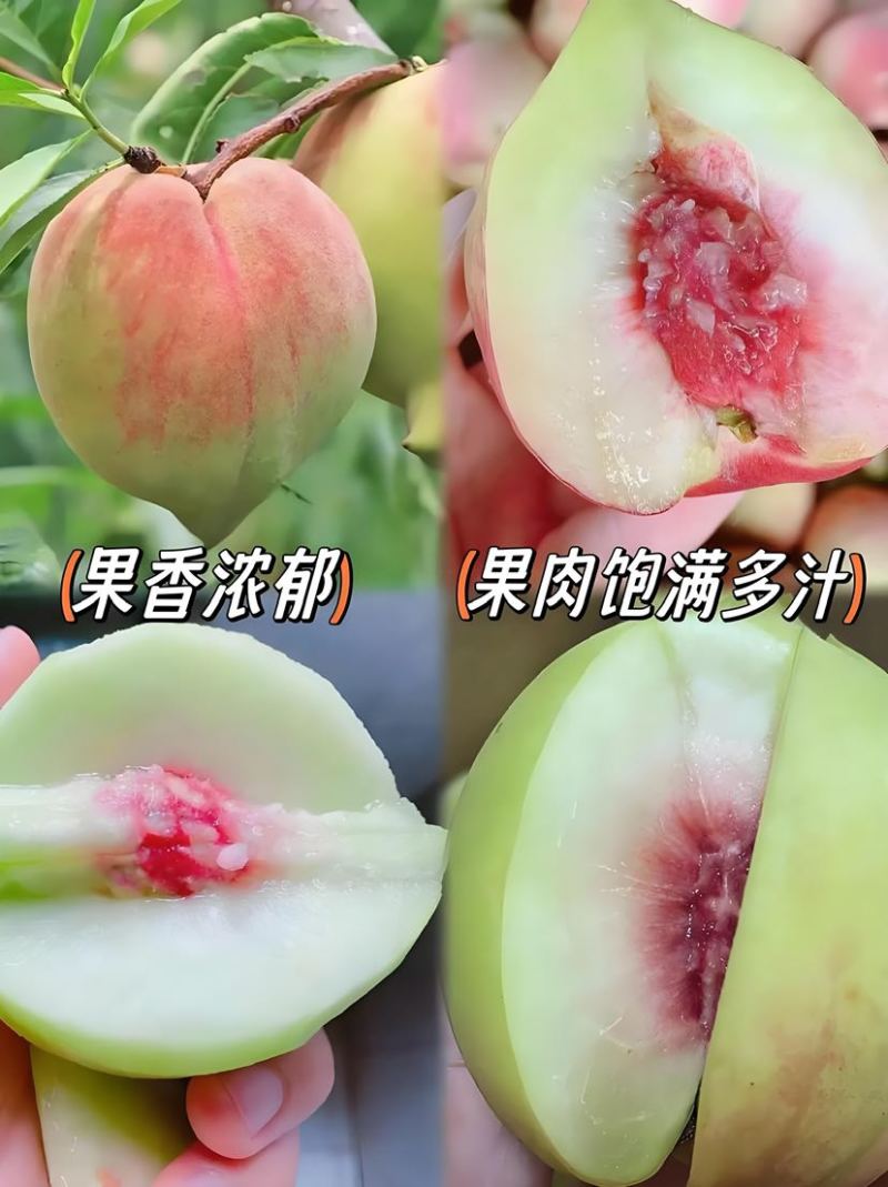 云南本地现货鹰嘴蜜桃：需要可电话联系：***********