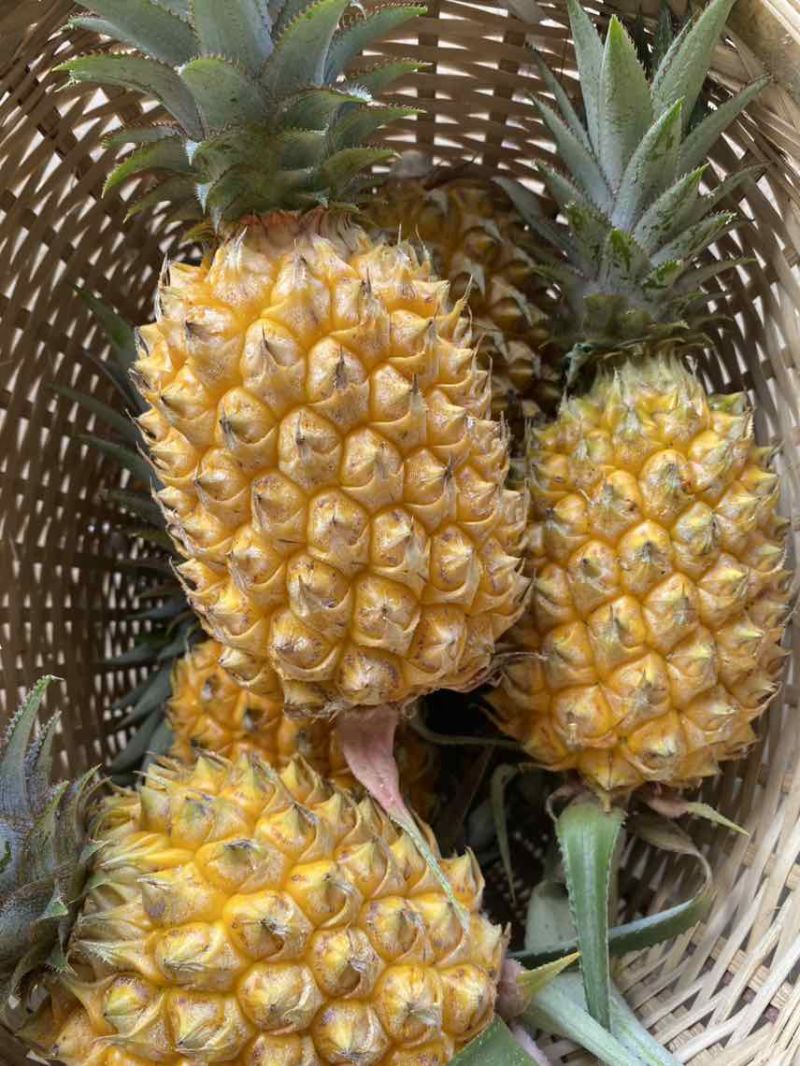出售正宗泰国小菠萝种苗
