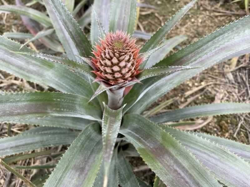 出售正宗泰国小菠萝种苗